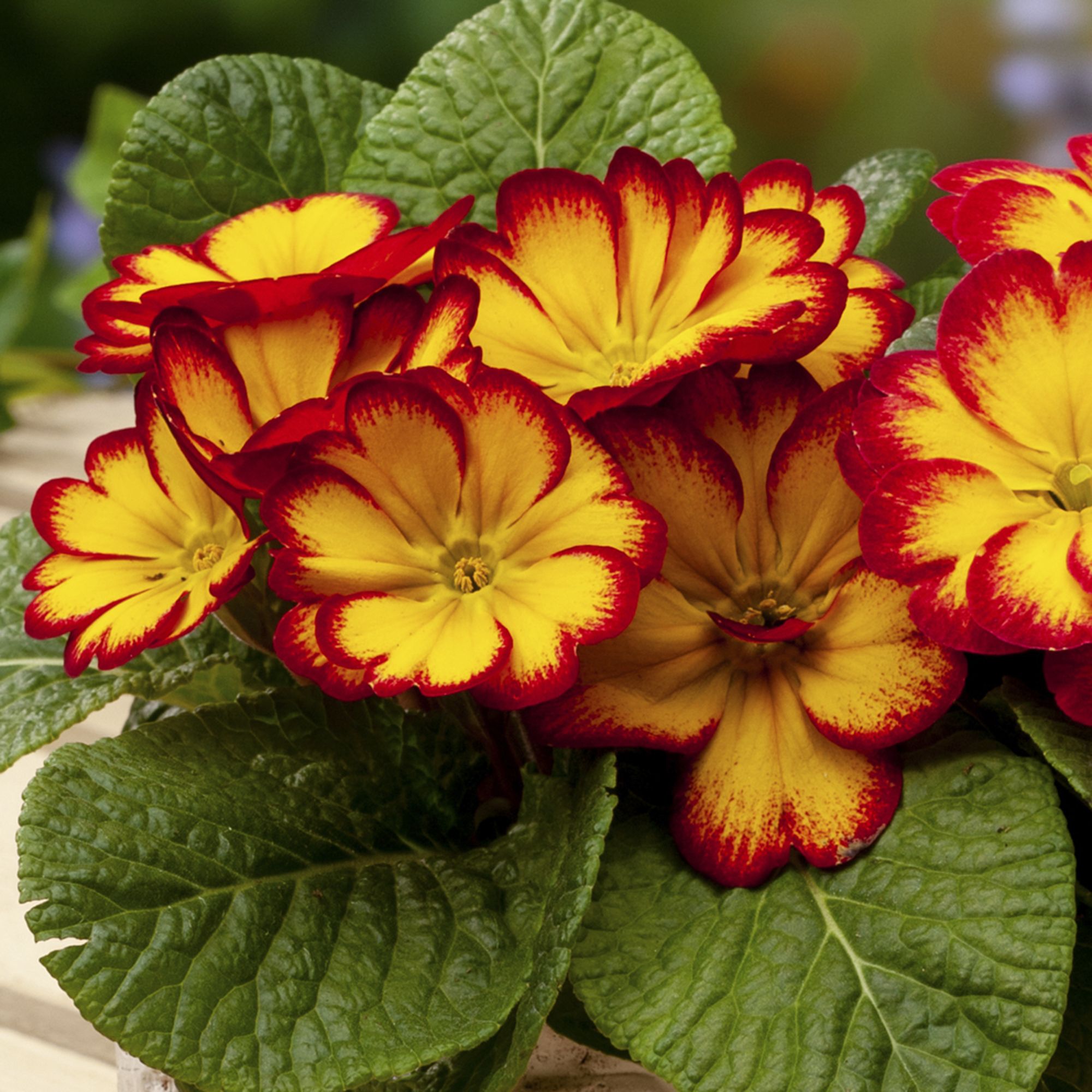 Pansy & primrose Autumn Bedding plant 10.5cm, Pack of 6