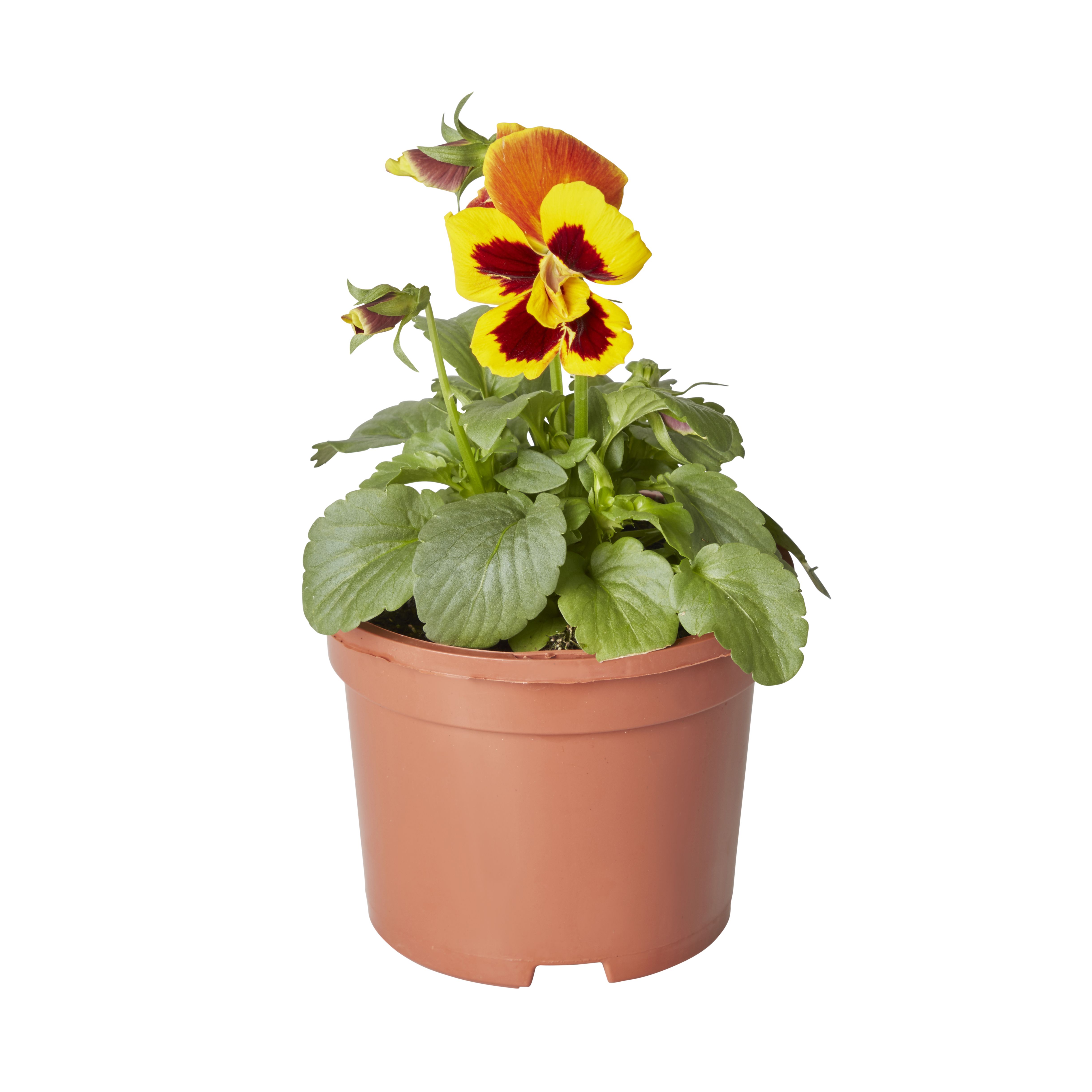 Pansy & primrose Autumn Bedding plant 10.5cm, Pack of 6