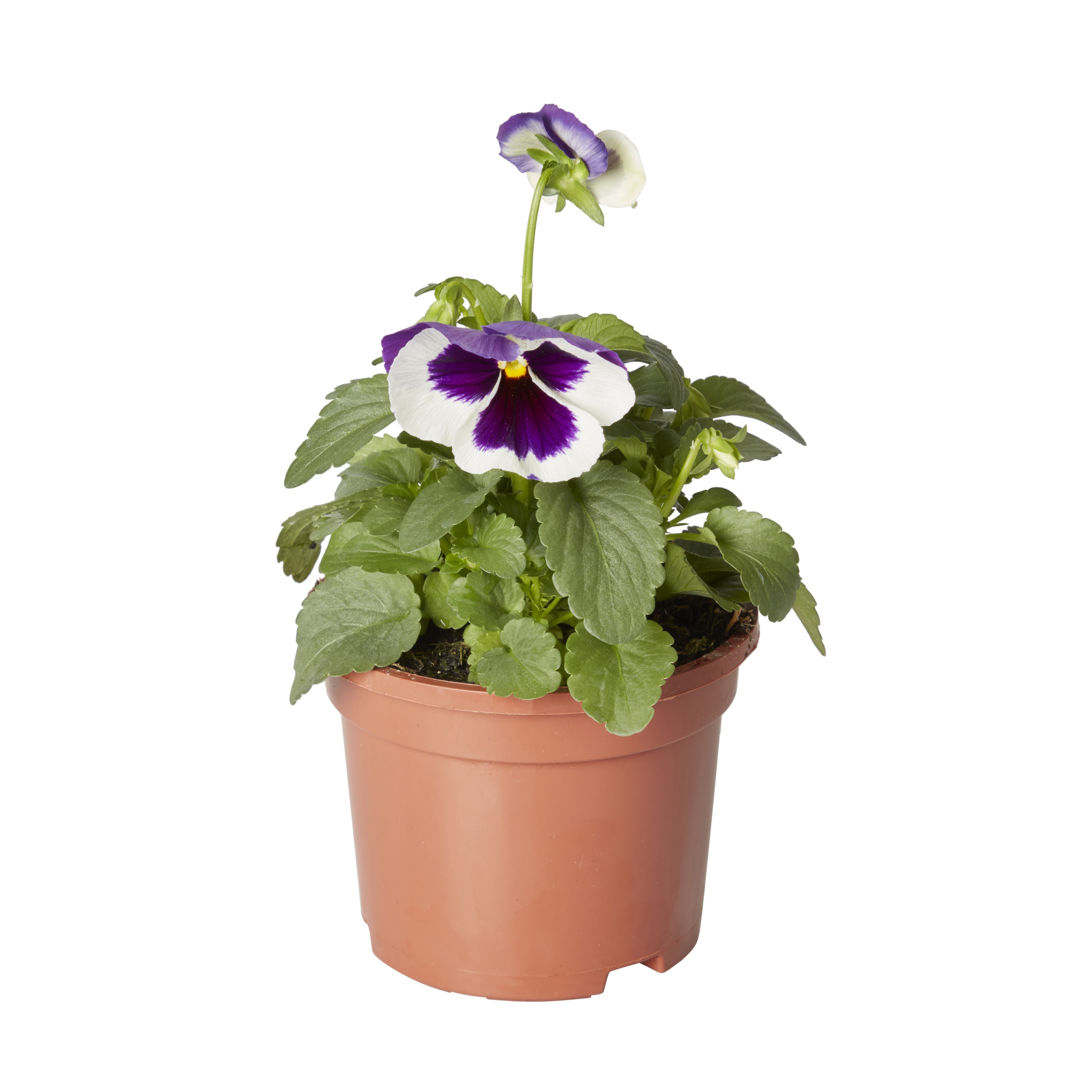 Pansy & primrose Autumn Bedding plant 10.5cm, Pack of 6