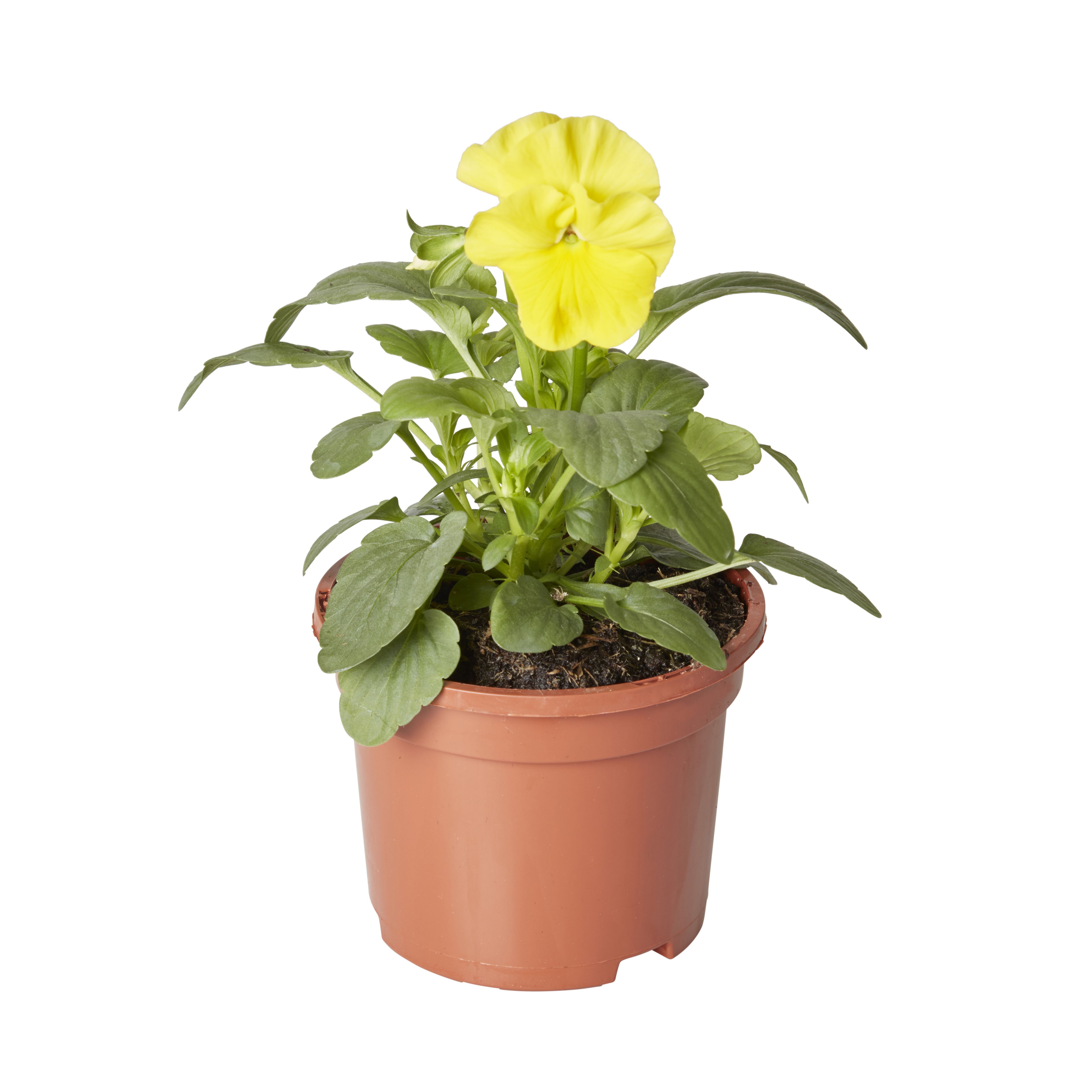 Pansy & primrose Autumn Bedding plant 10.5cm, Pack of 6