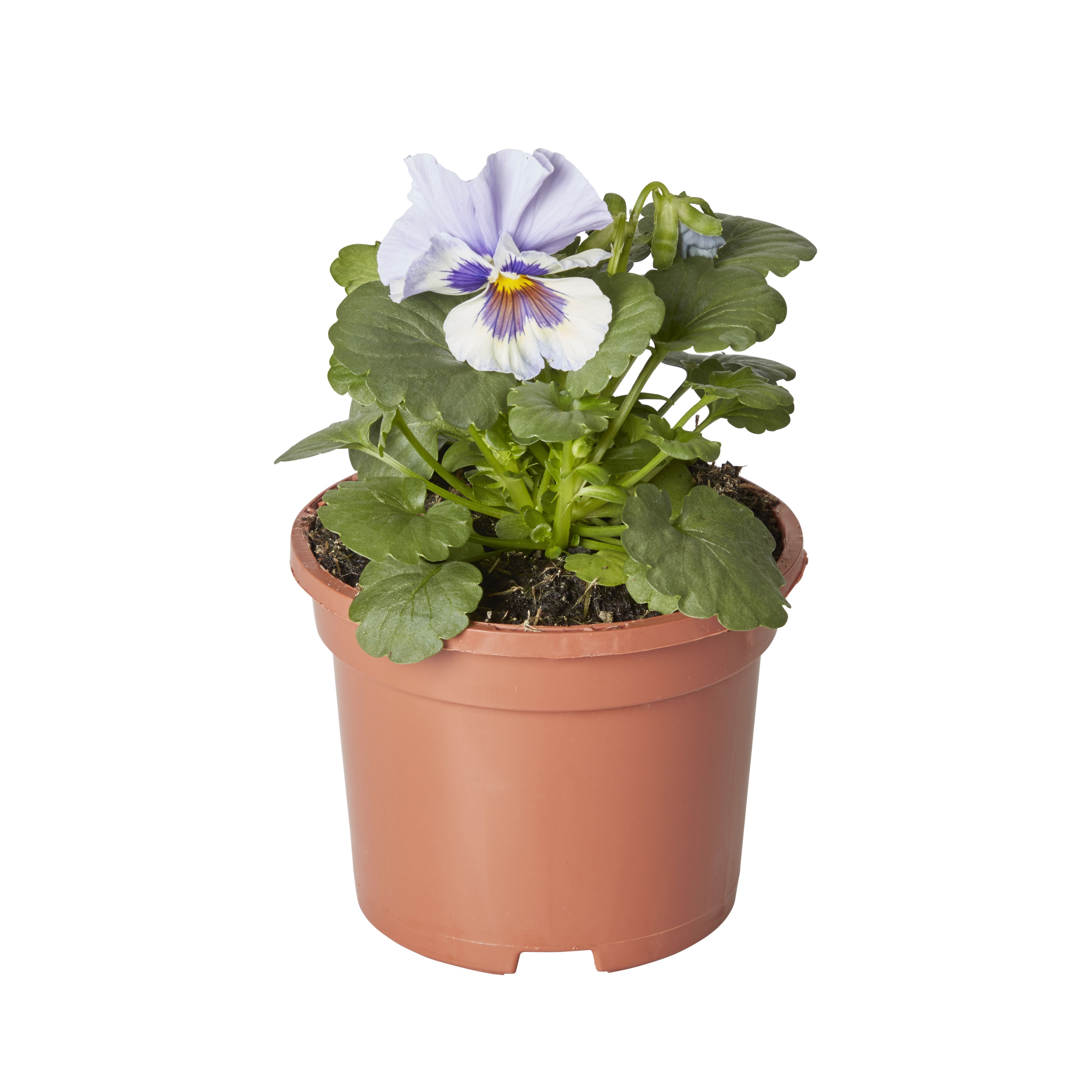 Pansy & primrose Autumn Bedding plant 10.5cm, Pack of 6