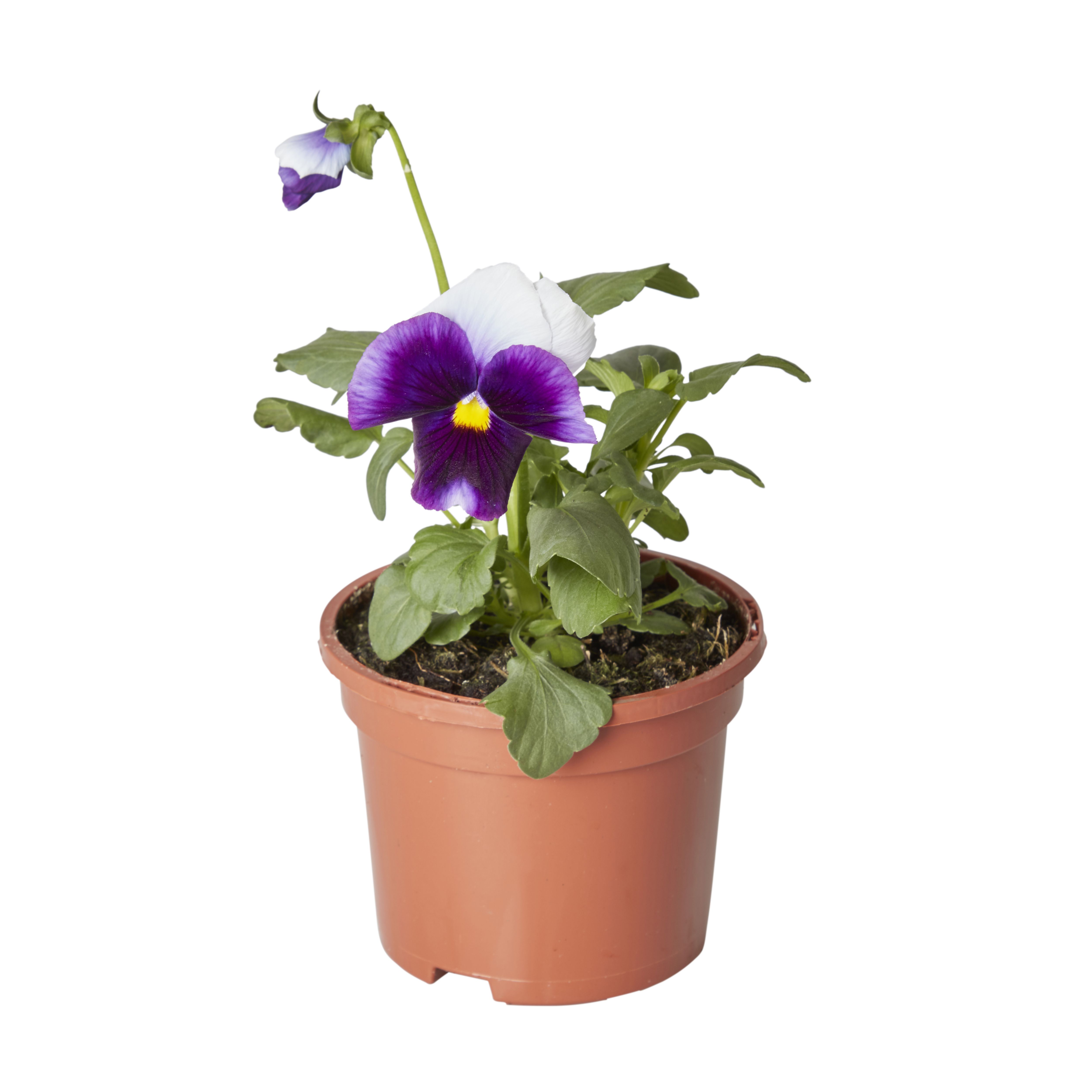 Pansy & primrose Autumn Bedding plant 10.5cm, Pack of 6
