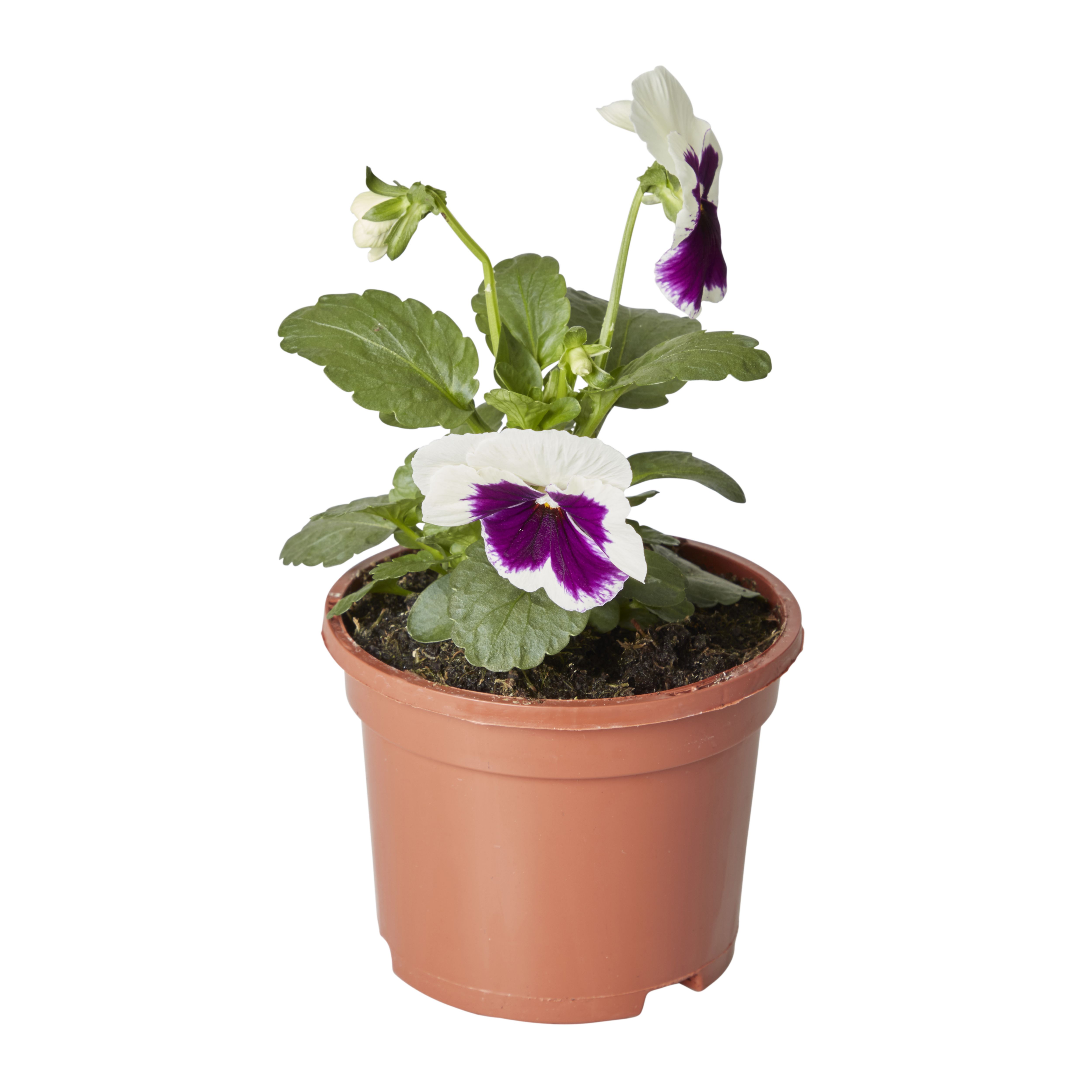 Pansy & primrose Autumn Bedding plant 10.5cm, Pack of 6
