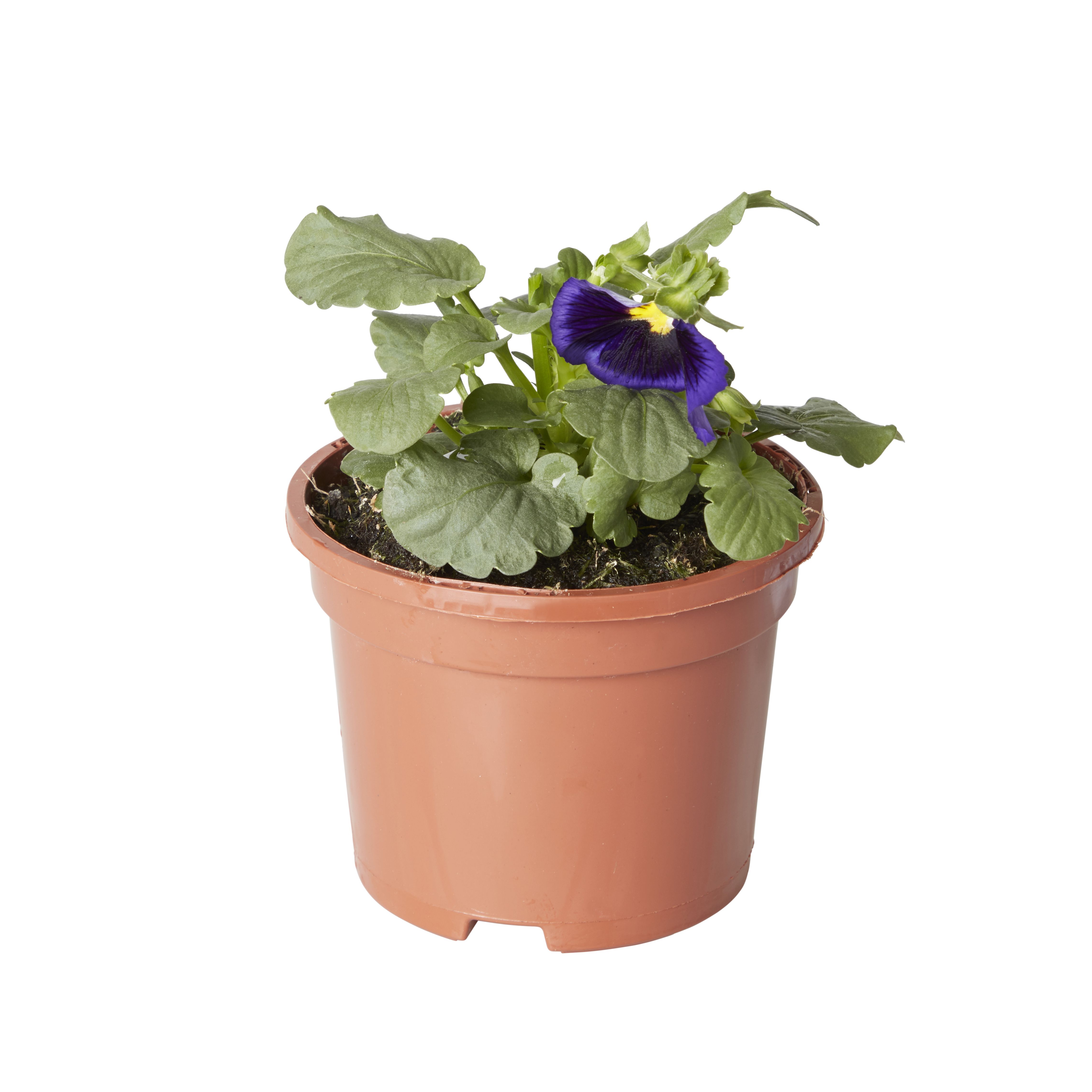 Pansy & primrose Autumn Bedding plant 10.5cm, Pack of 6