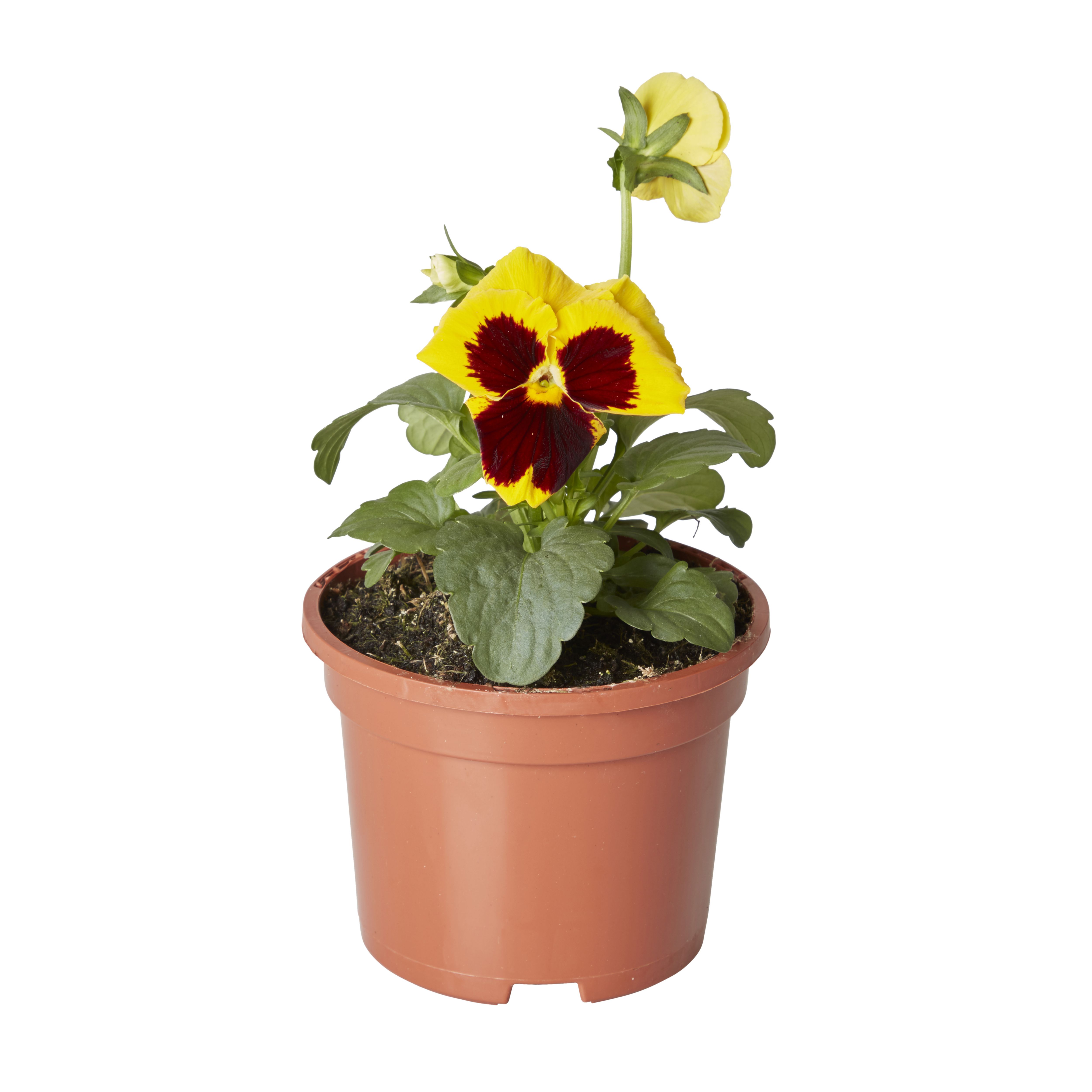 Pansy & primrose Autumn Bedding plant 10.5cm, Pack of 6