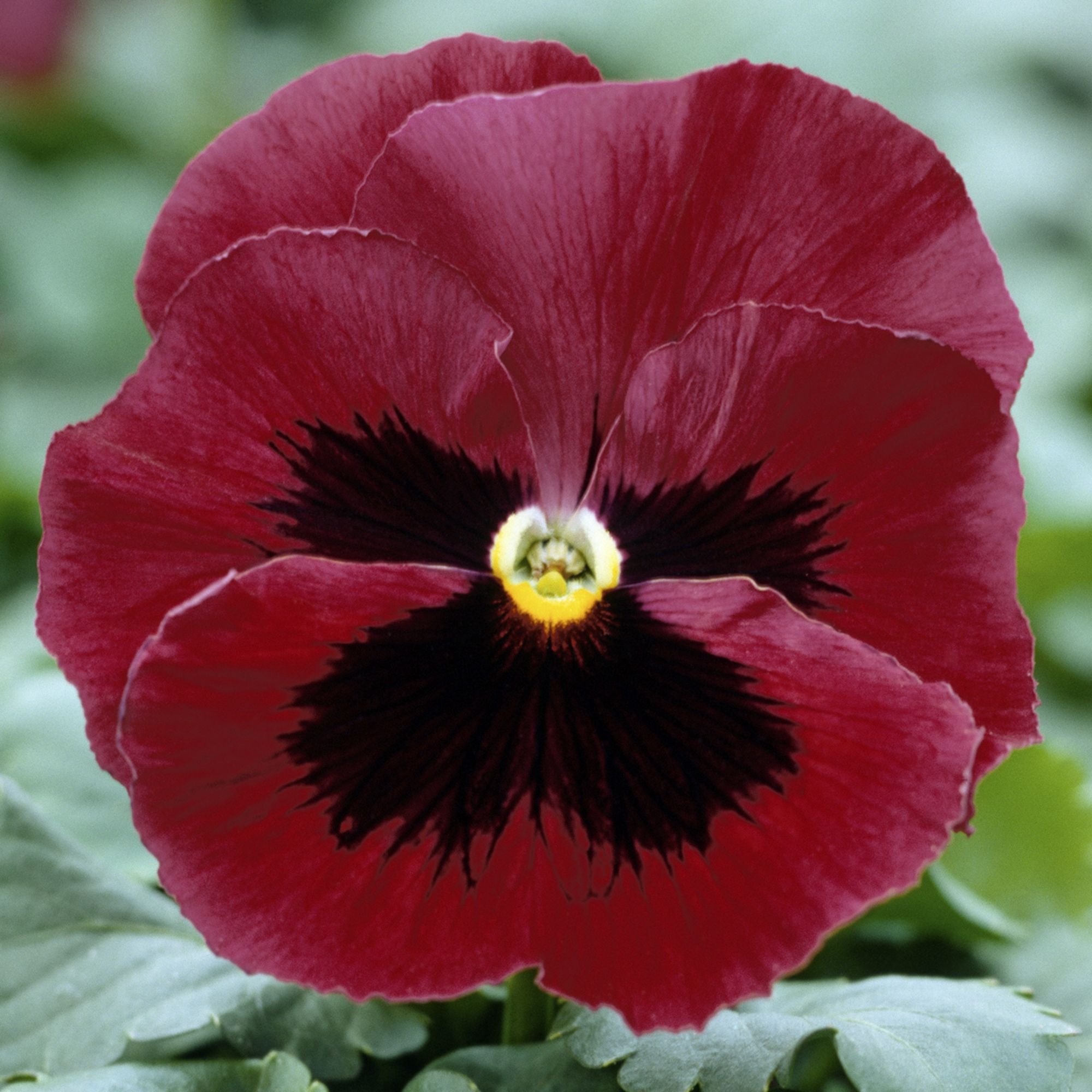 Pansy Red blotch Spring Bedding plant 13cm, Pack of 4