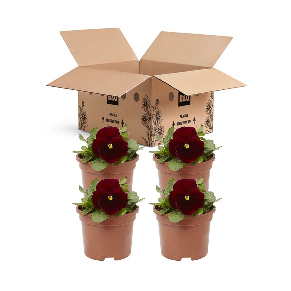 Pansy Red blotch Spring Bedding plant 13cm, Pack of 4