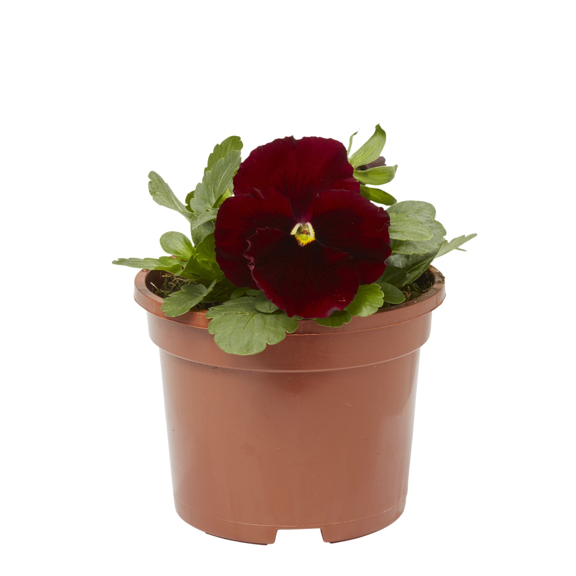Pansy Red blotch Spring Bedding plant 13cm, Pack of 4