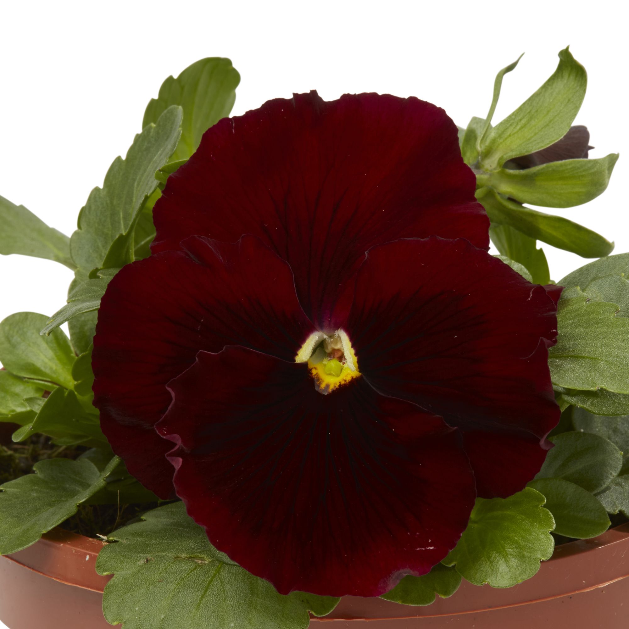 Pansy Red blotch Spring Bedding plant 13cm, Pack of 4