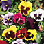 Pansy Seed