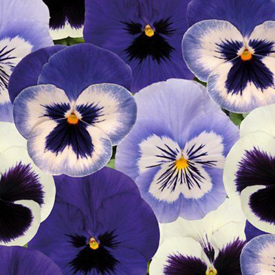 Pansy Spring Shrub, Pack of 1 | DIY at B&Q