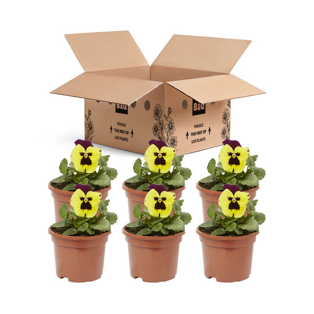 Pansy Yellow purple wing Autumn Bedding plant 10.5cm, Pack of 6