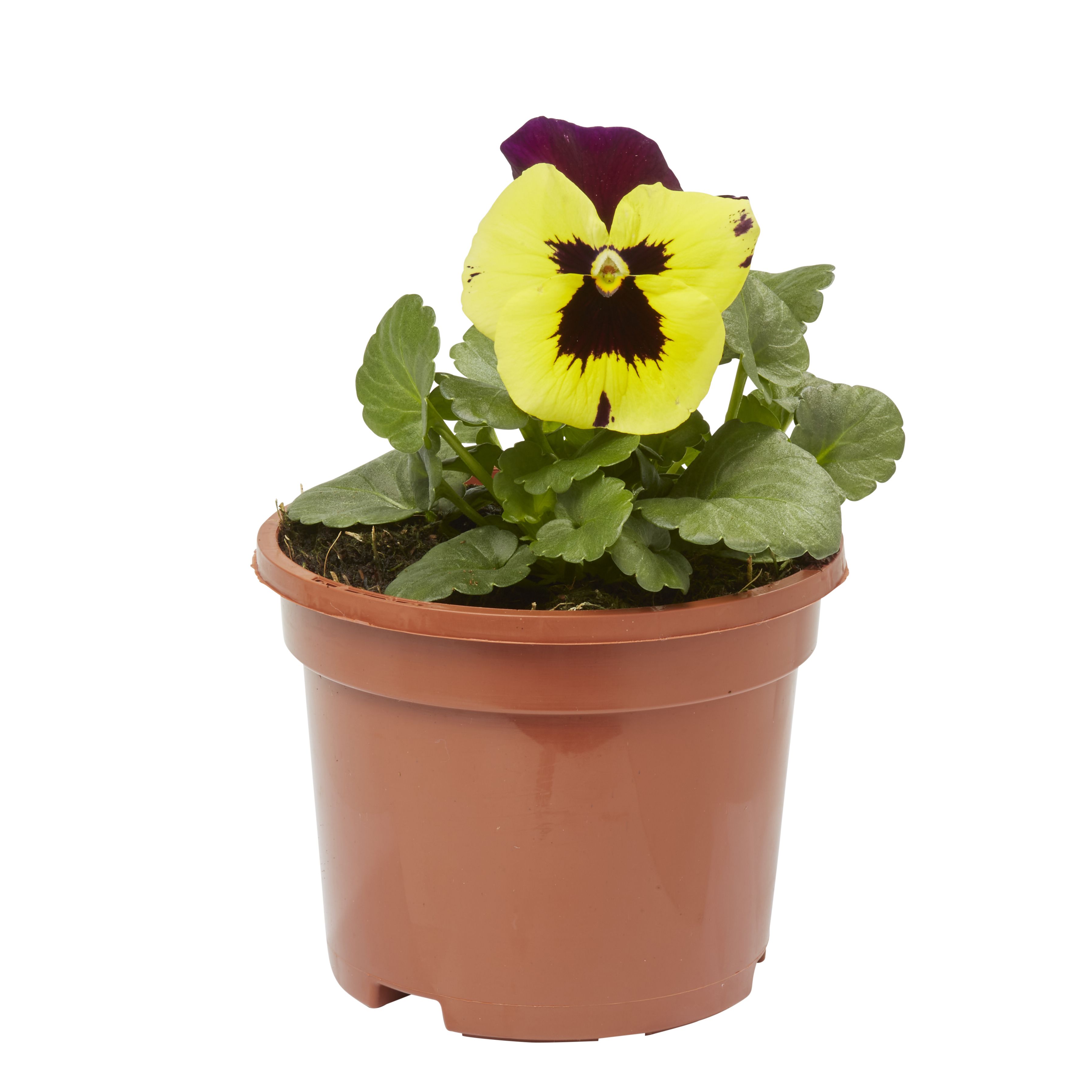 Pansy Yellow purple wing Autumn Bedding plant 10.5cm, Pack of 6