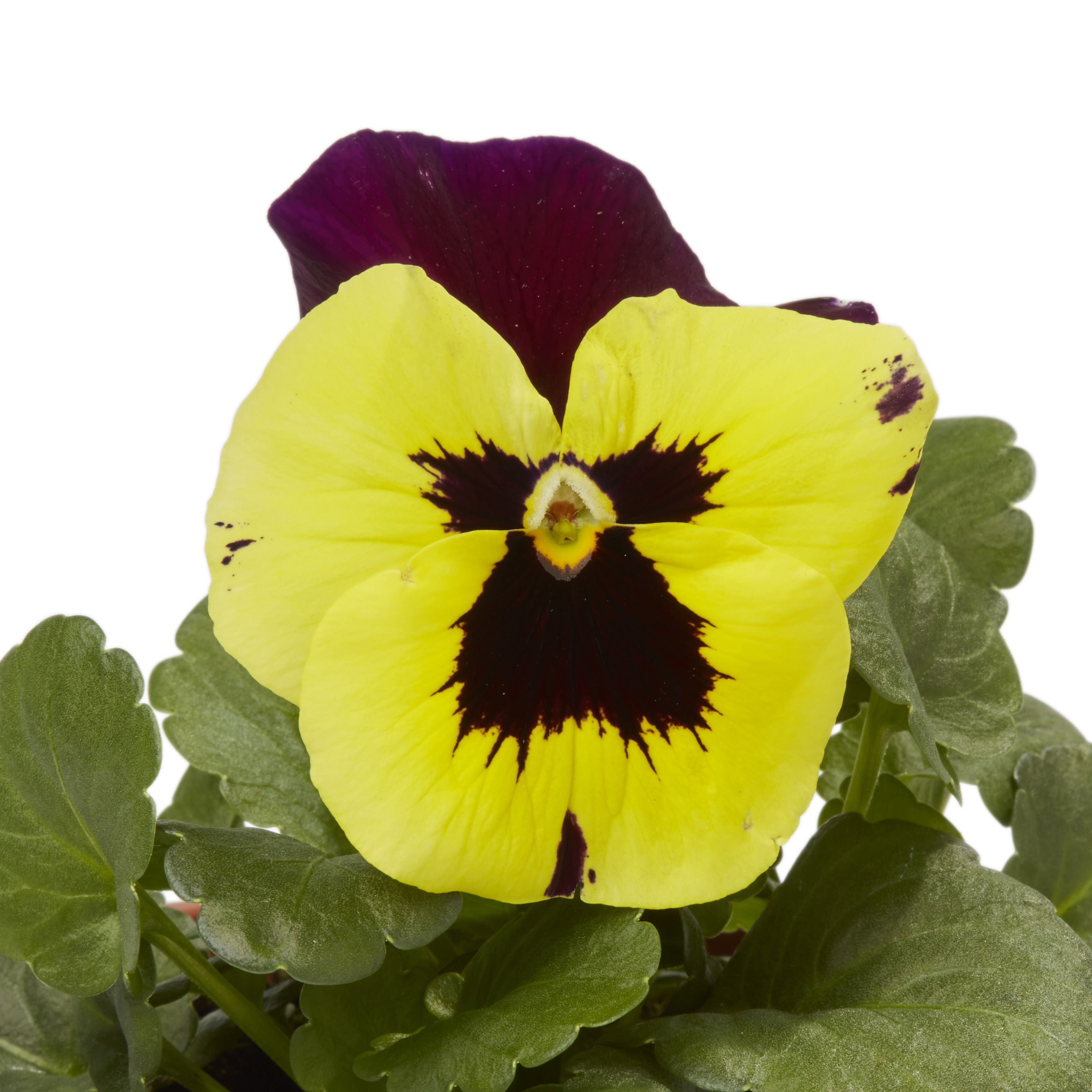 Pansy Yellow purple wing Autumn Bedding plant 10.5cm, Pack of 6