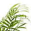 Parlour Palm in 12cm Terracotta Plastic Grow pot