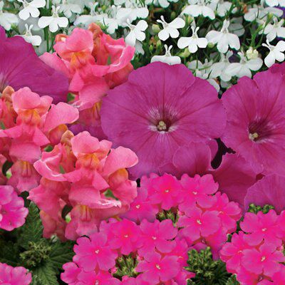 PATIO AND BASKET PINK COLLECTION