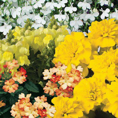 PATIO AND BASKET YELLOW COLLECTION