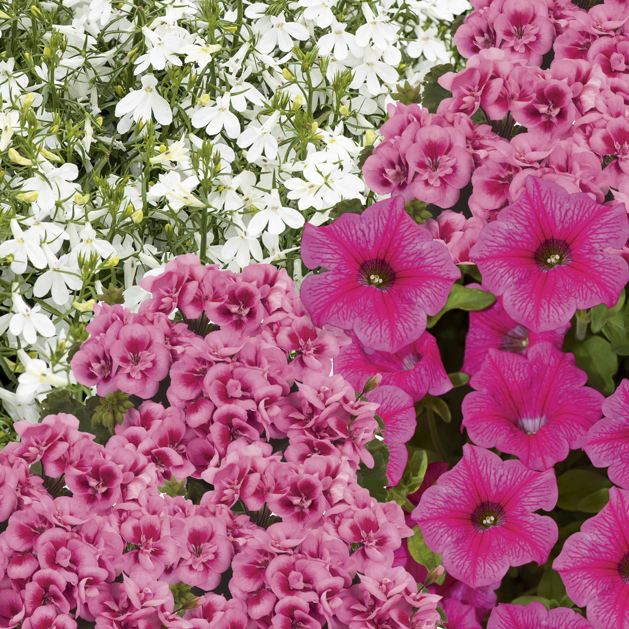 Patio collection Pink Summer Bedding plant 10.5cm, Pack of 6