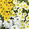 Patio collection Yellow Summer Bedding plant 10.5cm, Pack of 6