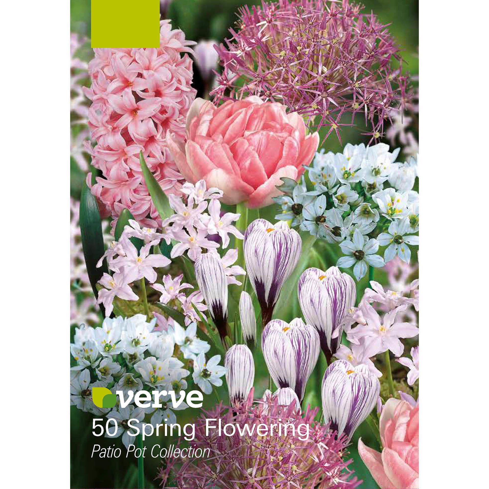 Patio Pot collection Spring Flowering Flower bulb DIY at B&Q