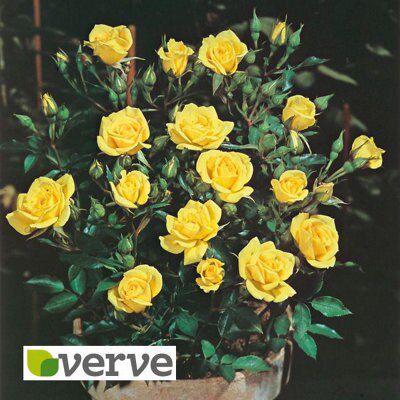 PATIO ROSES- RISE N SHINE