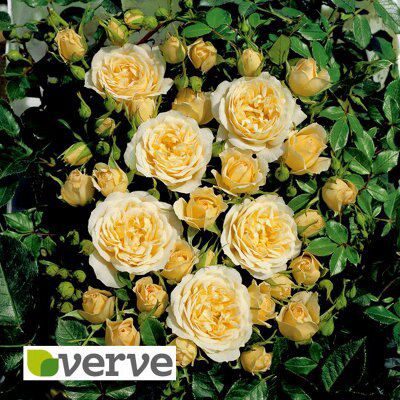 PATIO ROSES- SWEET MEMORIES | DIY at B&Q