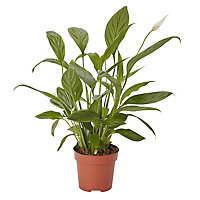 Peace lily in 12cm Terracotta Plastic Grow pot