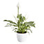 Peace lily in 14cm Pot