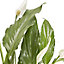 Peace lily in 14cm Pot