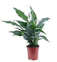 Peace lily in 170