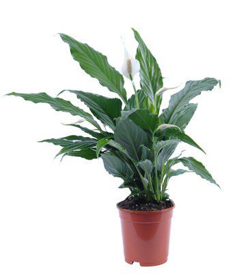 Peace lily in 170