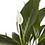 Peace lily in 17cm Pot