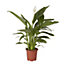 Peace lily in 17cm Terracotta Plastic Grow pot