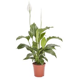 Peace lily in 21cm Pot