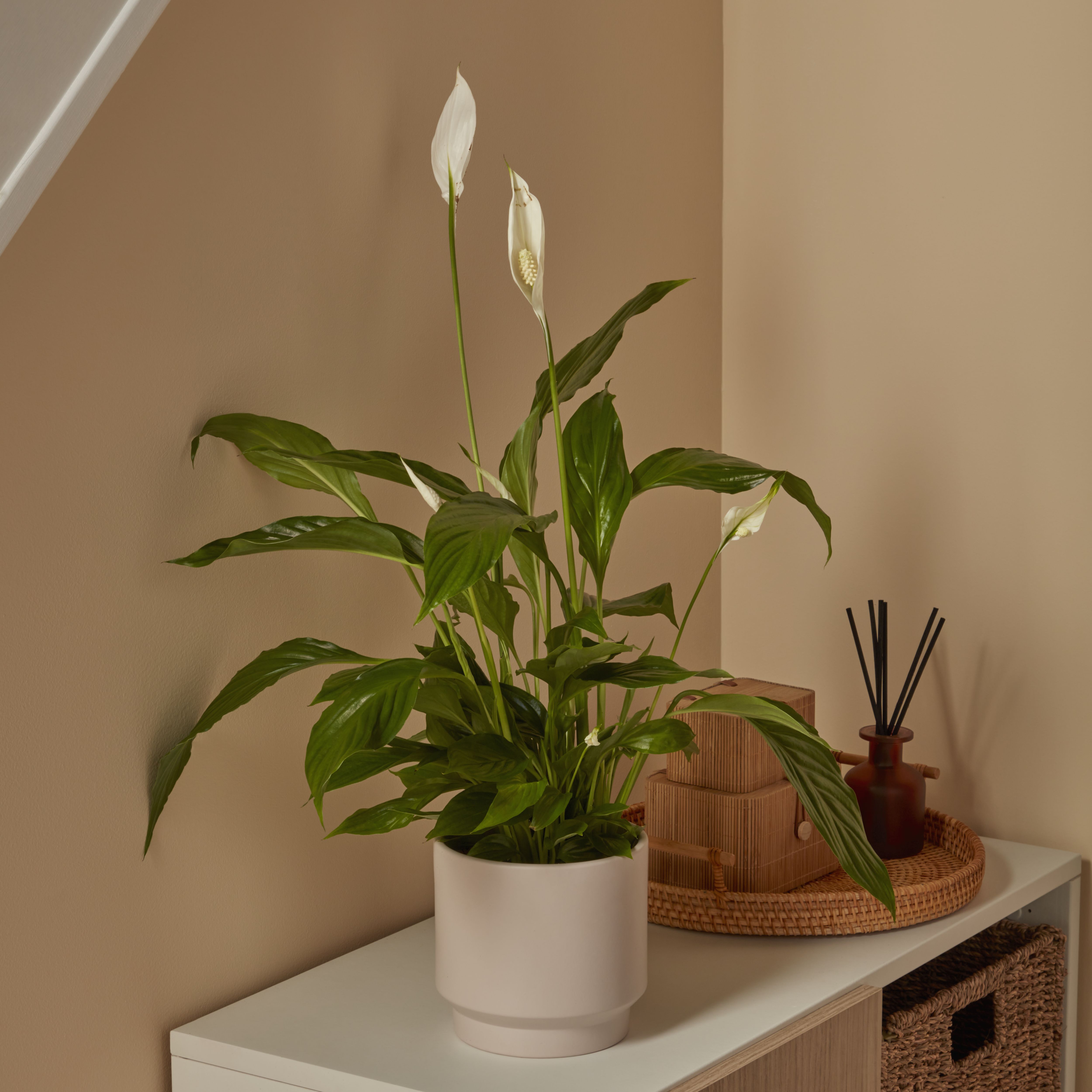 Peace lily in Terracotta Plastic Grow pot