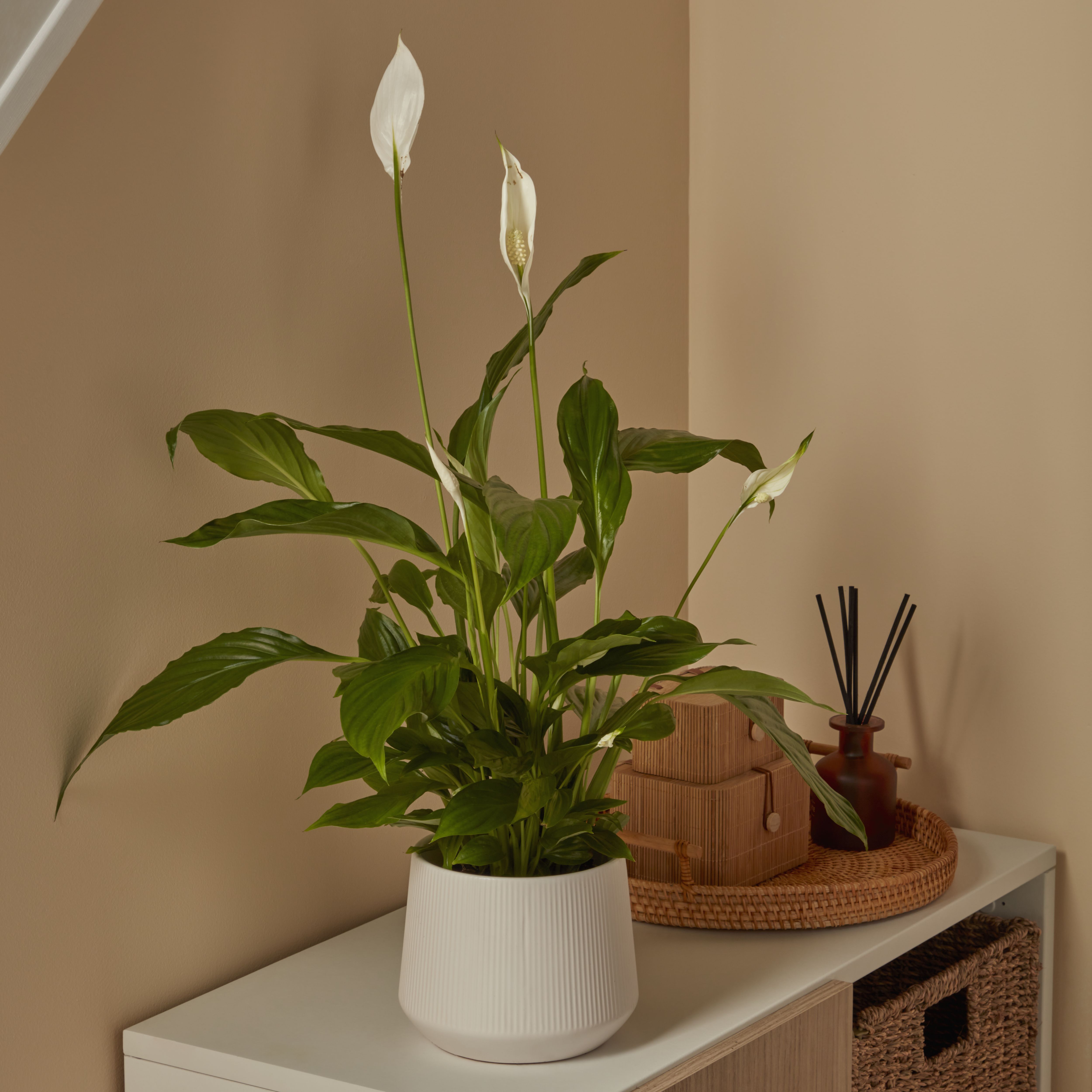 Peace lily in White Ceramic Decorative pot