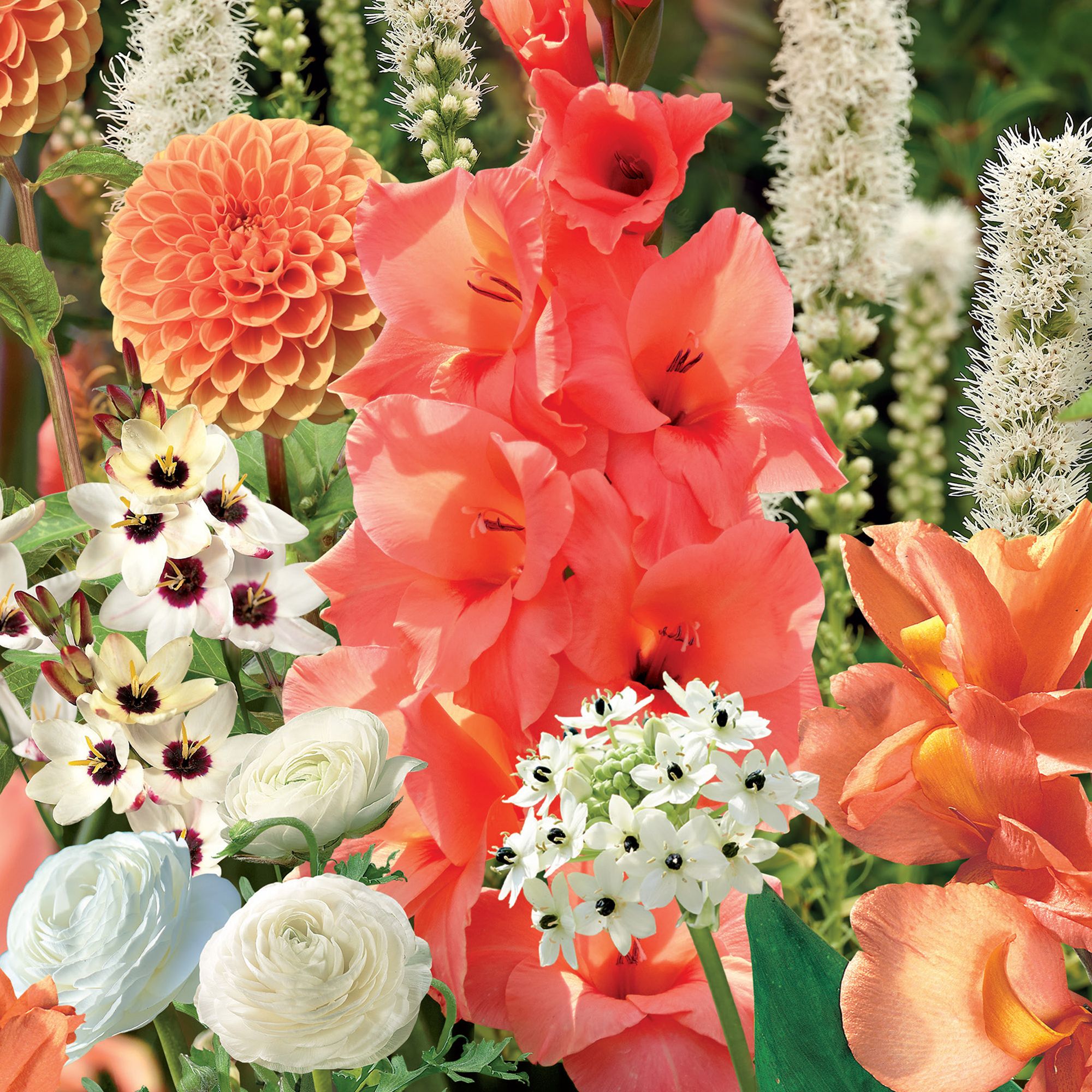 Peach Sorbet Summer Bulbs Collection 80 Flower bulbs
