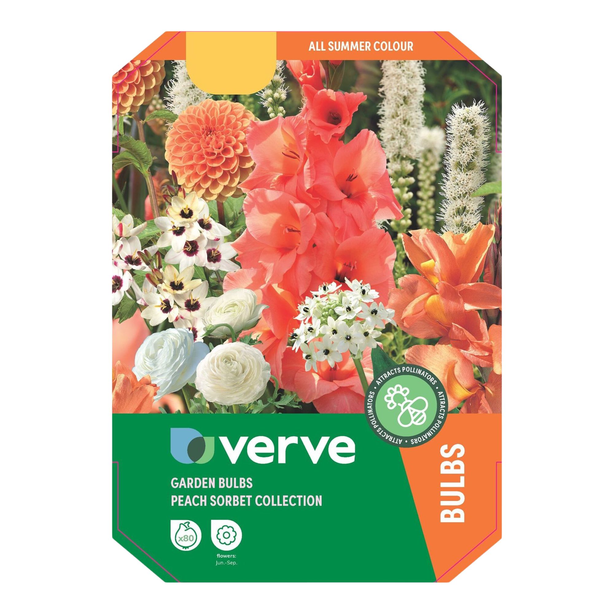 Peach Sorbet Summer Bulbs Collection 80 Flower bulbs