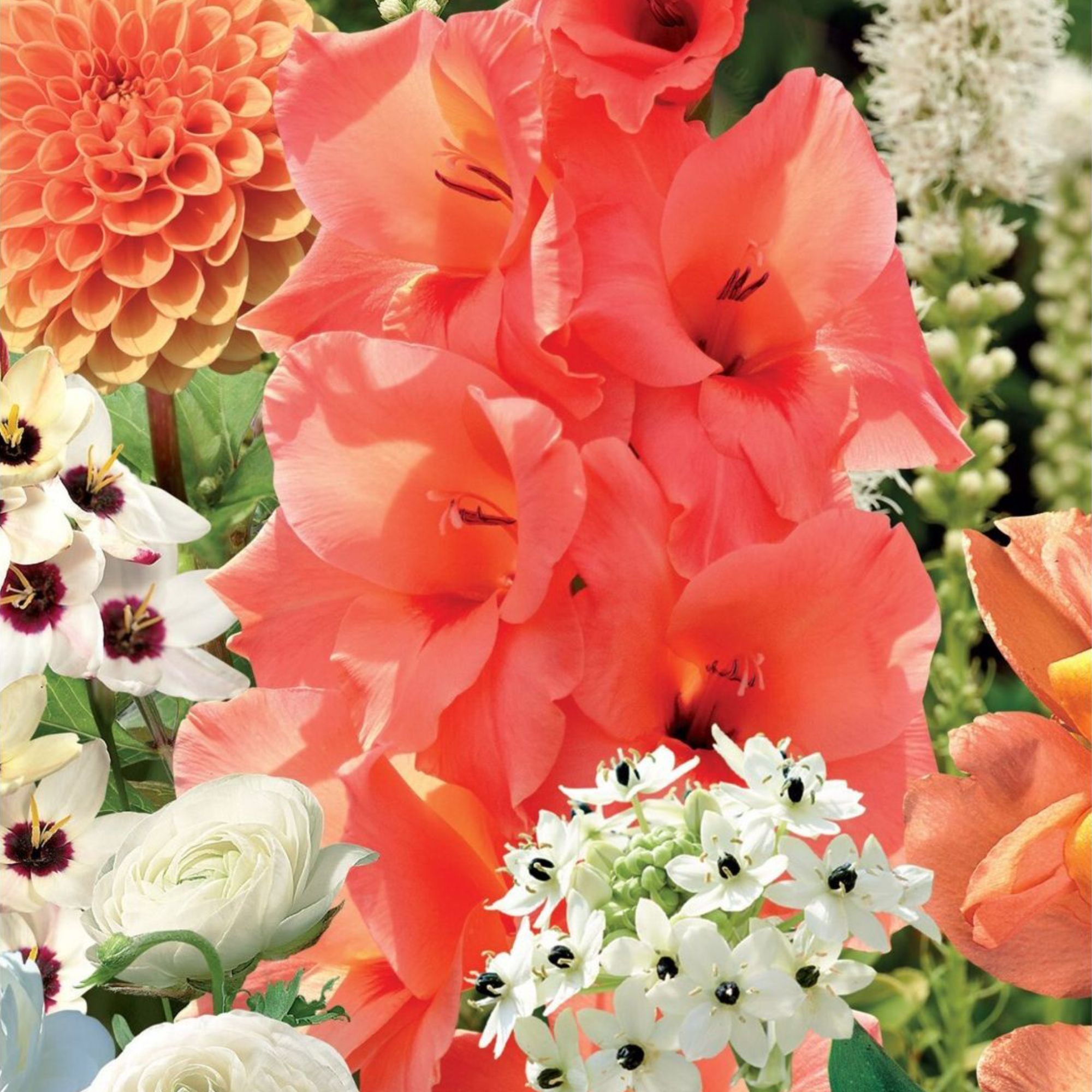 Peach Sorbet Summer Bulbs Collection 80 Flower bulbs