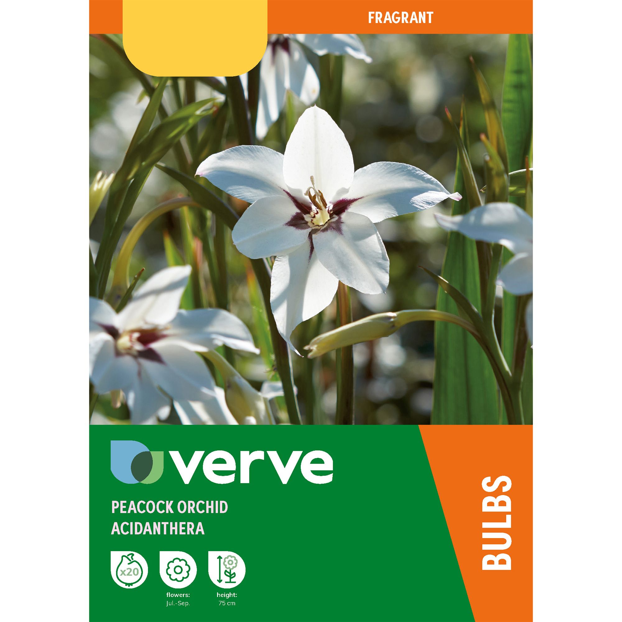 Peacock orchid 20 Flower bulbs