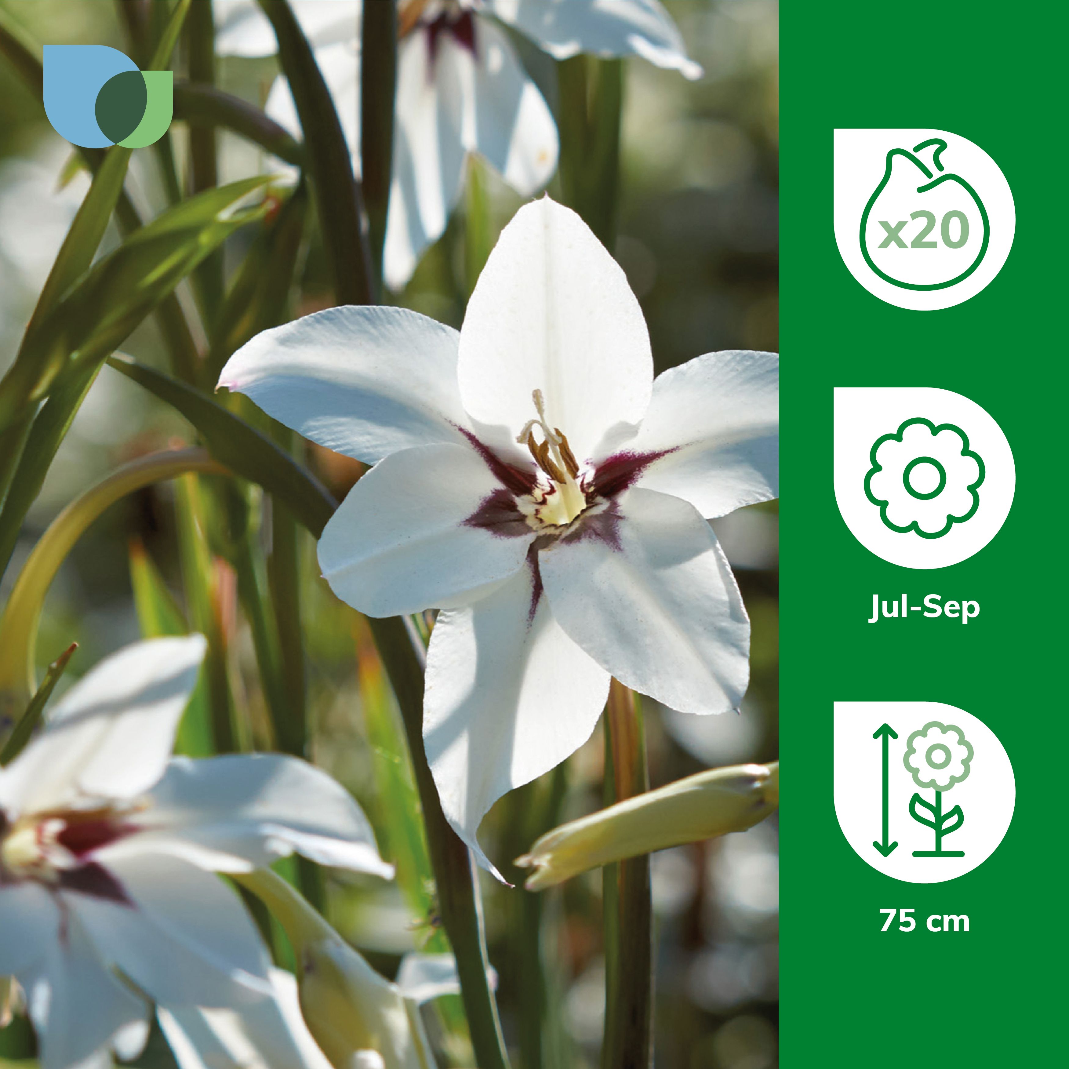 Peacock orchid 20 Flower bulbs