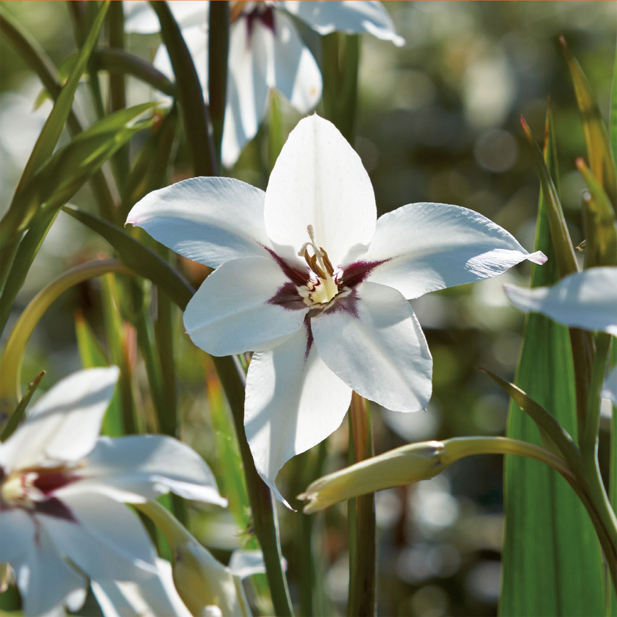 Peacock orchid 20 Flower bulbs