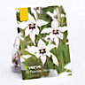 Peacock Orchid Flower bulb, Pack of 20