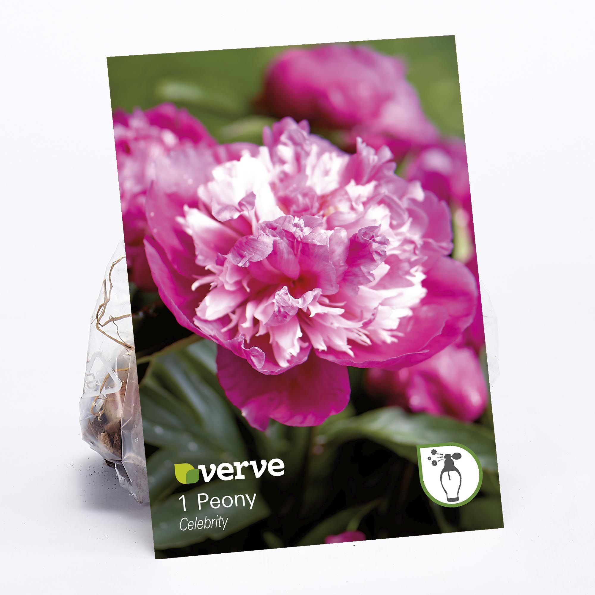 Peony Celebrity Flower bulb DIY at B&Q