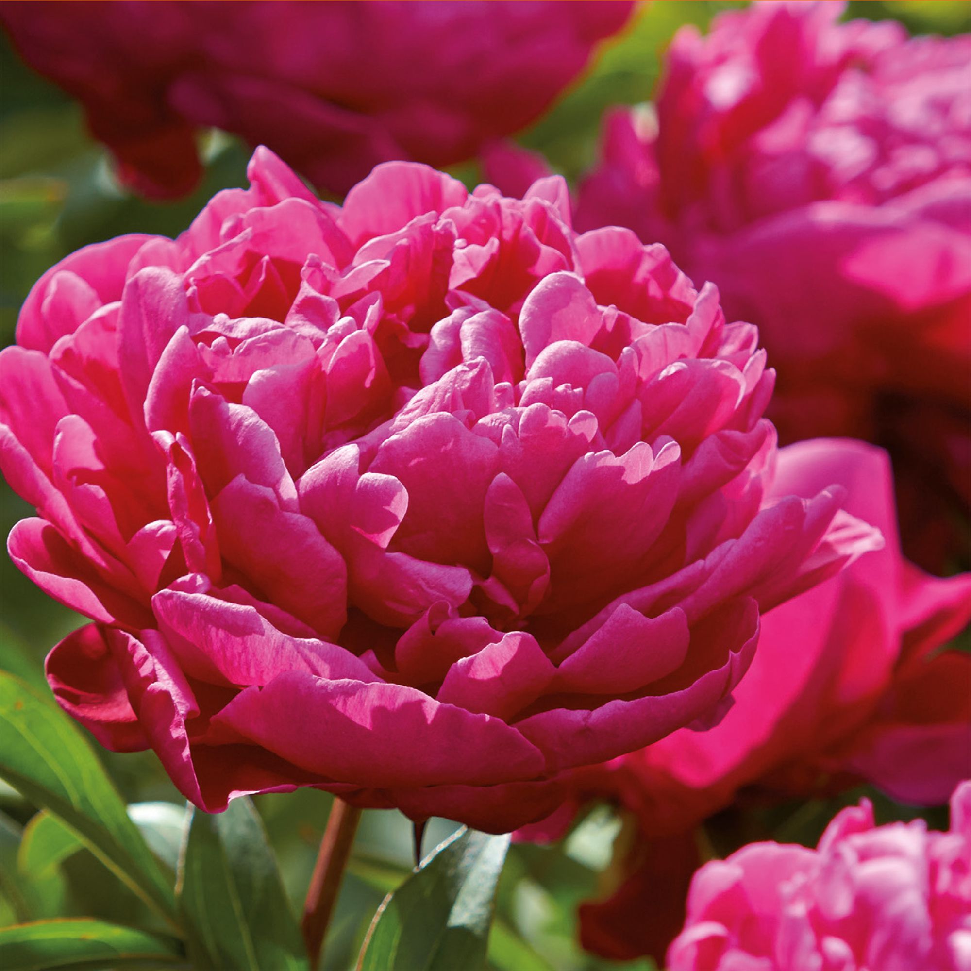 Peony Karl Rosenfield Flower bulb