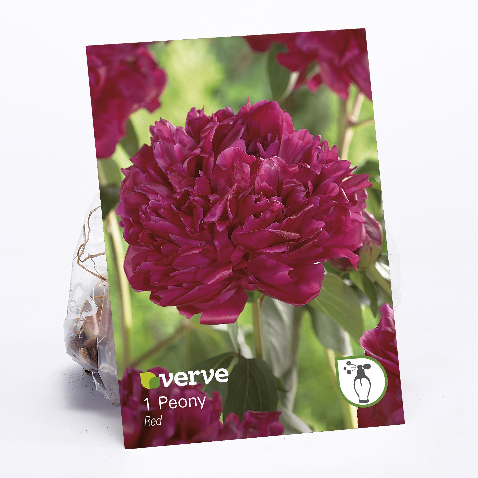 Peony Red Flower bulb DIY at B&Q