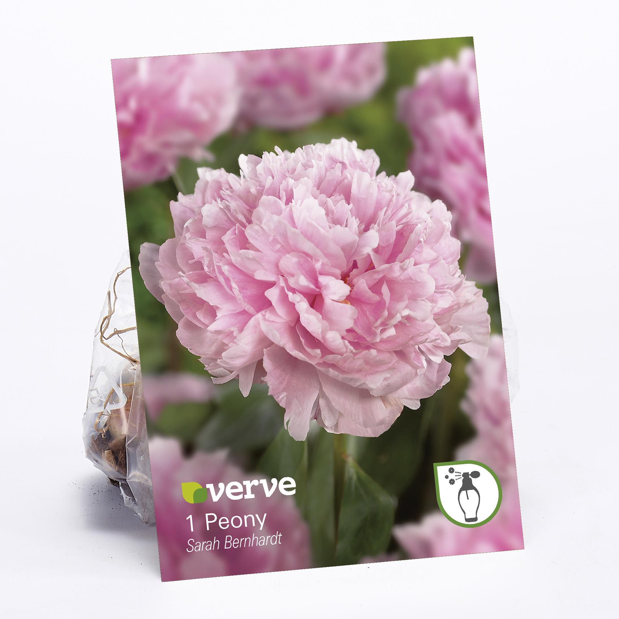 Peony Sarah Bernhardt Flower bulb