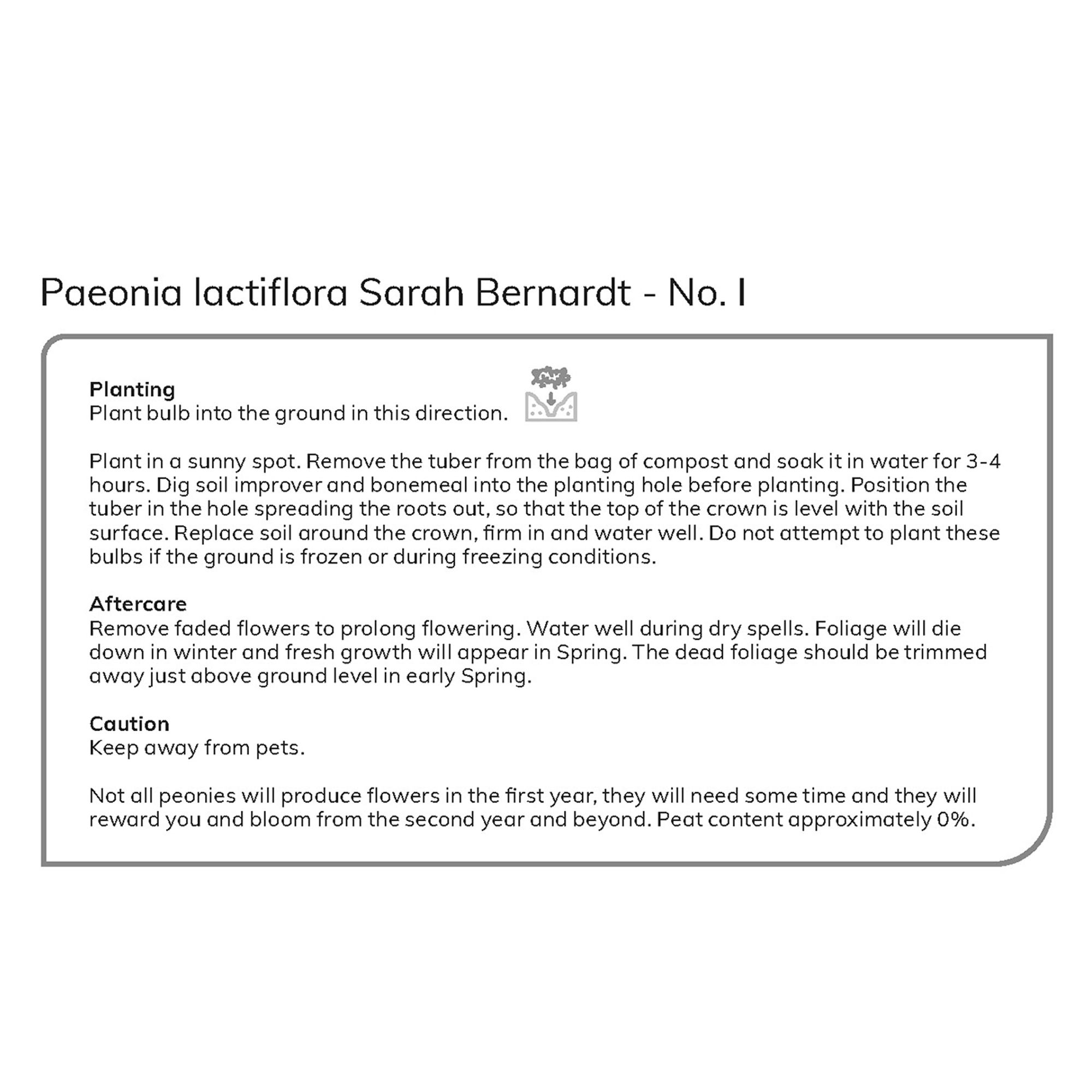 Peony Sarah Bernhardt Flower bulb