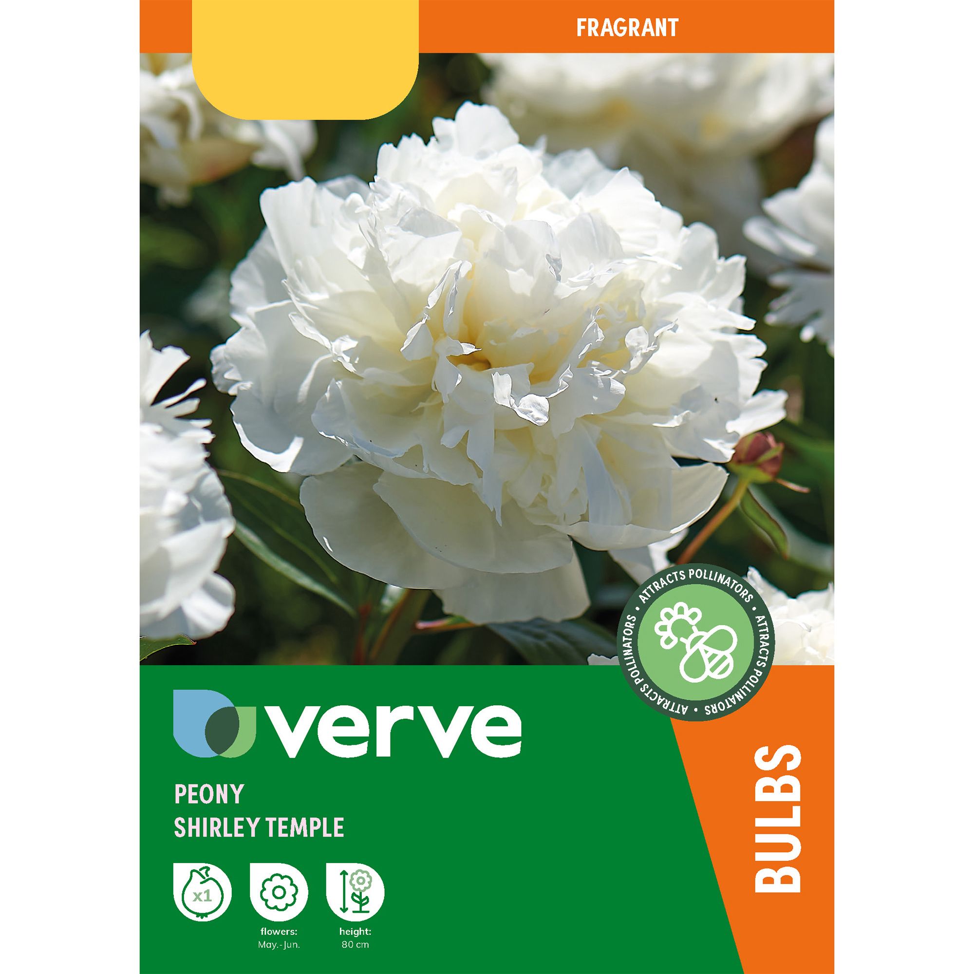Peony Shirley Temple Flower bulb