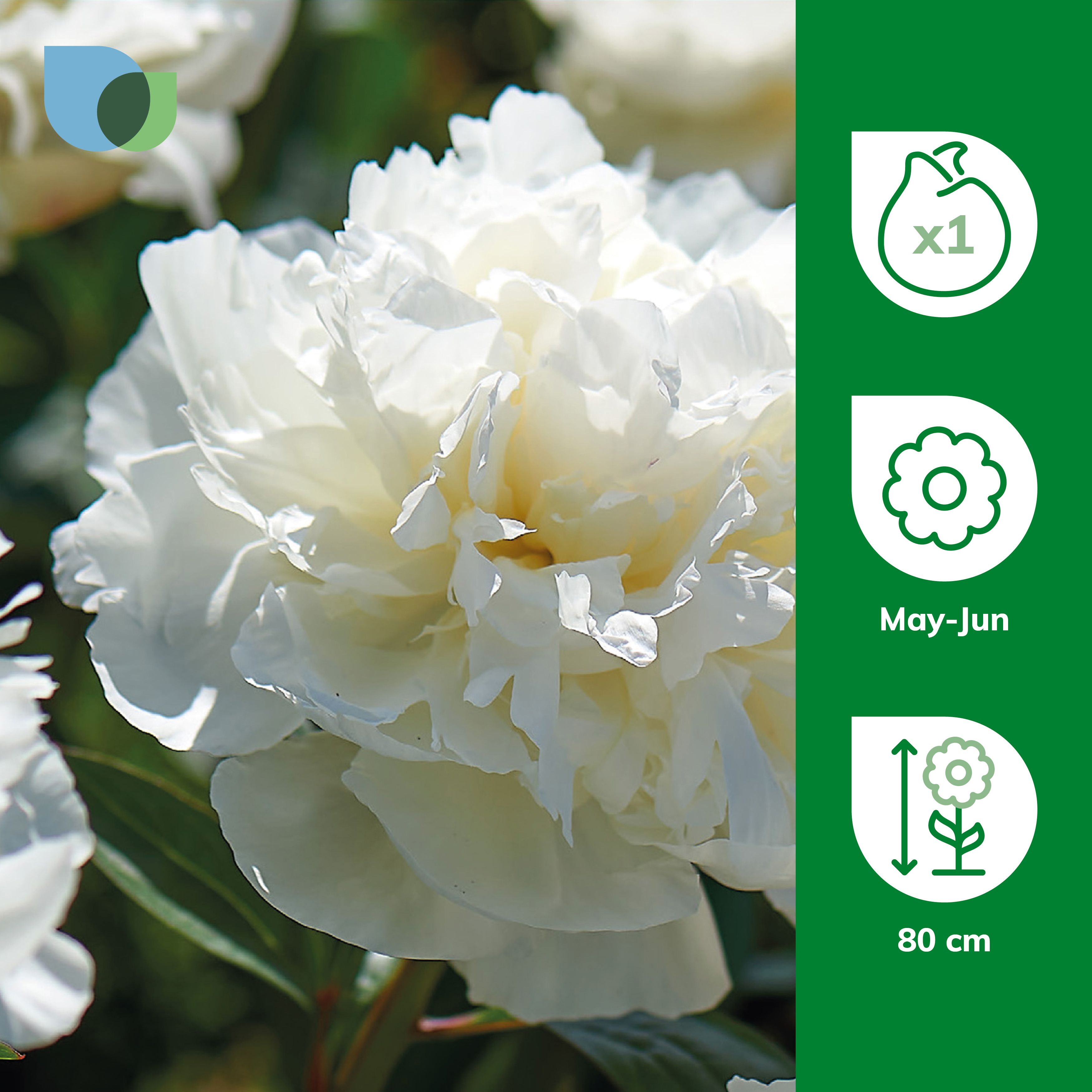 Peony Shirley Temple Flower bulb